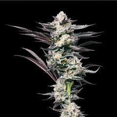 Girl Scout Cookies, Фасовка: 5